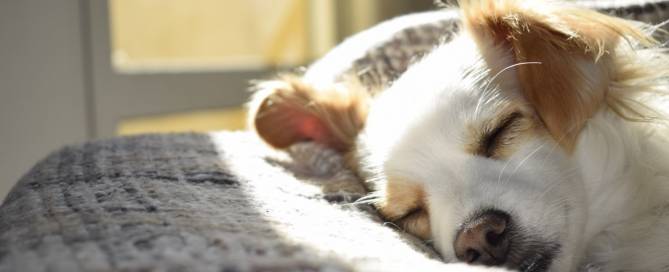 Dog laying in bed