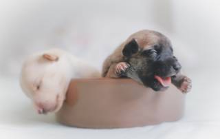 puppies sleeping in bed