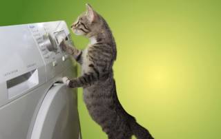 cat on dryer